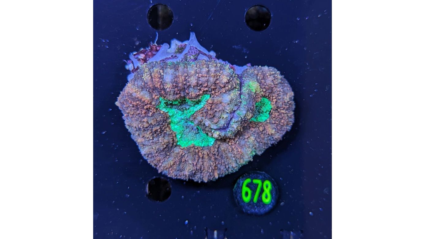 Symphyllia WYSIWYG 0678