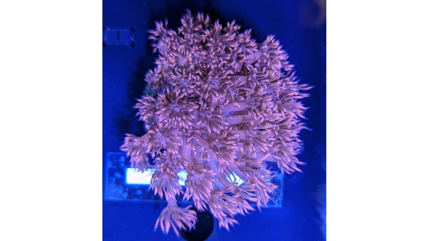 Goniopora sp. - Margeritenkoralle Pink/Rot Deutsche Nachzucht 0007