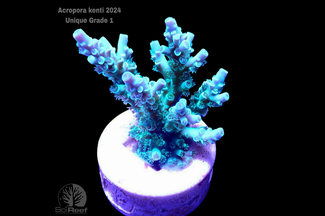 SciReef Acropora kenti Unique Grade 1 0298