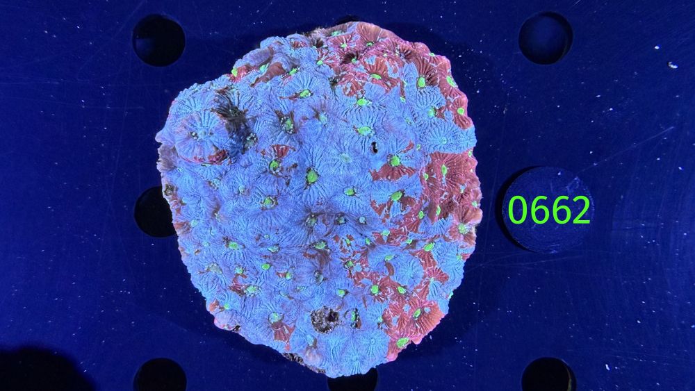 Favia sp. WYSIWYG 0662