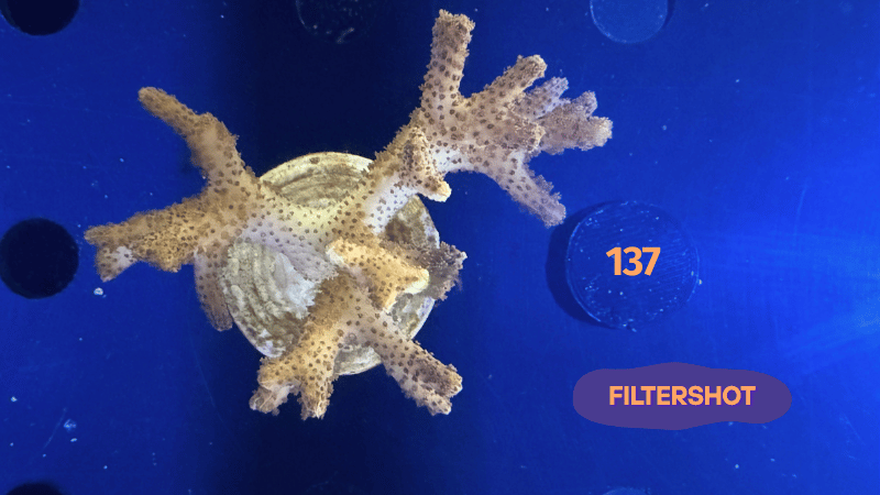 Seriatopora sp. WYSIWYG 0137