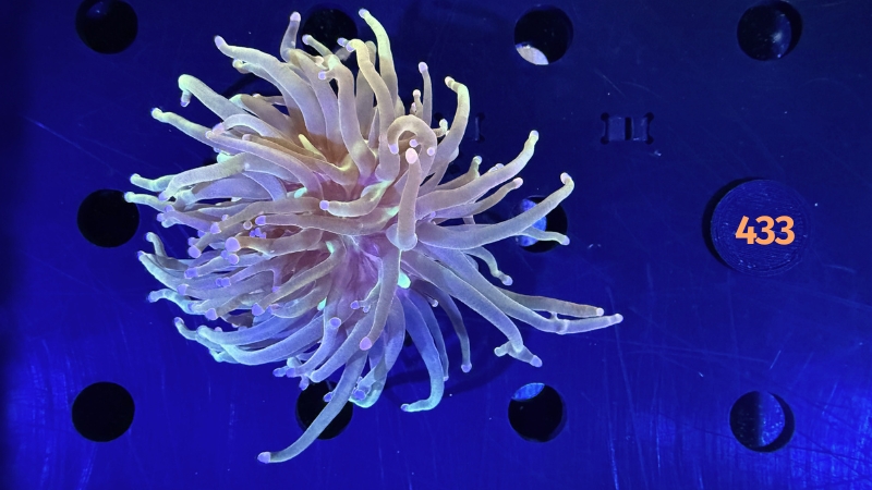 Euphyllia glabrescens - Fackelkoralle Torch 1 Kopf 0433