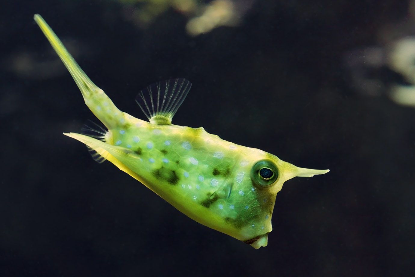 Lactoria Cornuta - Gehörnter Kuhkofferfisch