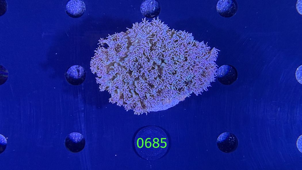 Goniopora sp. WYSIWYG 0685