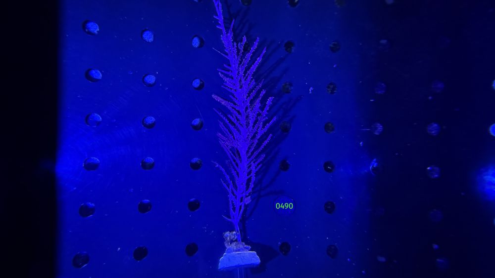 Pseudopterogorgia americana - Schleimige Meerfeder WYSIWYG 0490