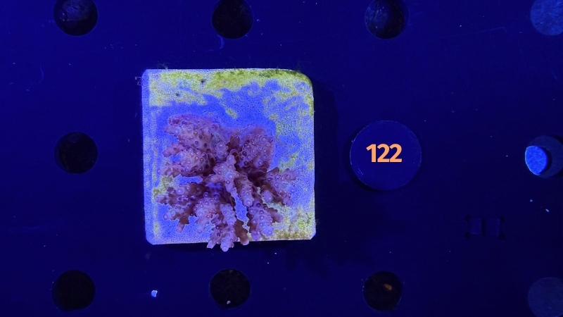 Acropora sp. WYSIWYG 0122