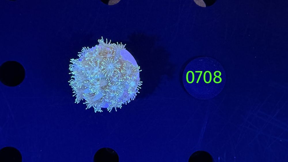 Goniopora sp. - Margeritenkoralle 0708