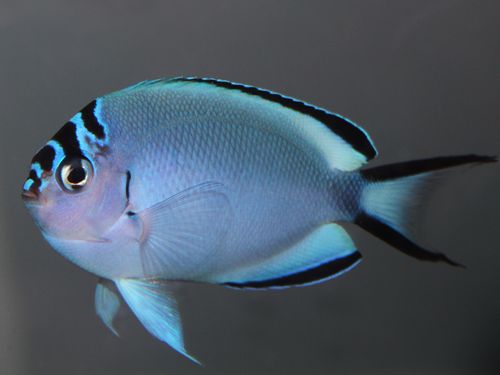 Genicanthus watanabei - Gelbstreifen Lyrakaiserfisch (weiblich)