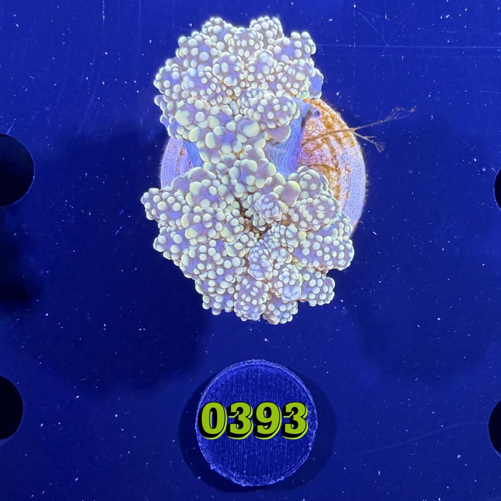 Euphyllia paradivisa - Froschlaichkoralle gelb 0393