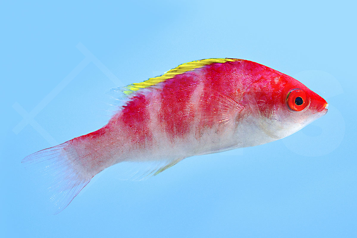 Cirrhilabrus flavidorsalis - Gelbrücken Zwerglippfisch