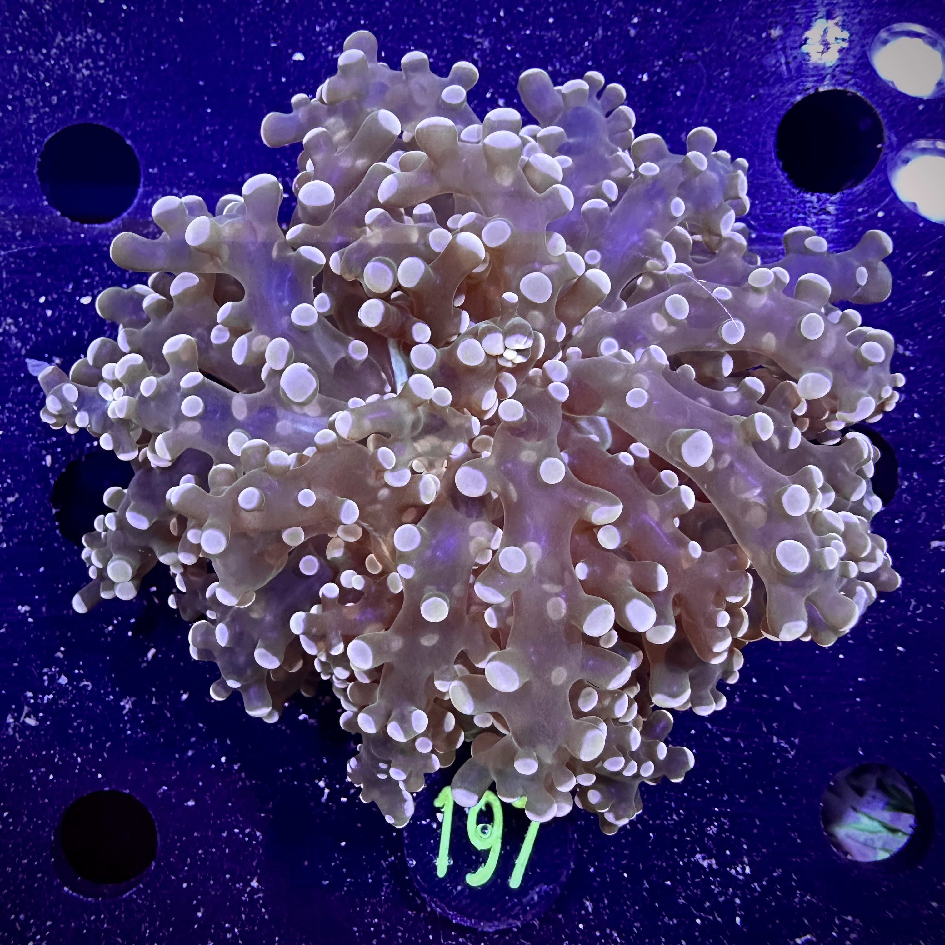Euphyllia paradivisa - Froschlaichkoralle beige 0197