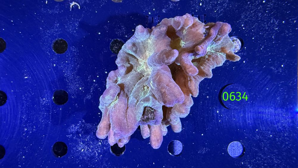 Pectinia sp. WYSIWYG 0634