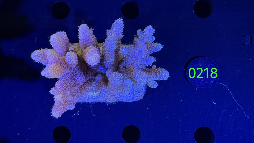 Acropora sp. WYSIWYG 0218