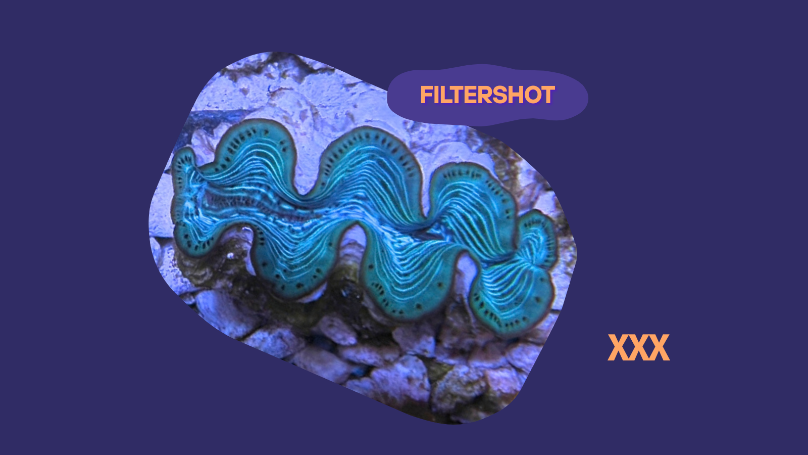 Tridacna maxima Muschel türkis 4-5cm XXX