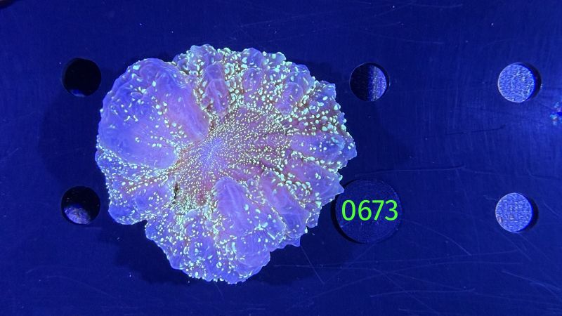 Acanthopyhllia deshayesiana WYSIWYG 0673