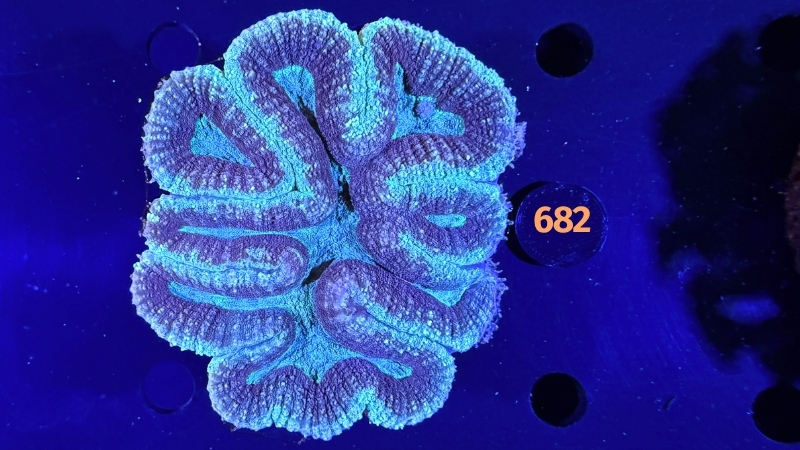 Symphyllia sp. WYSIWYG 0682