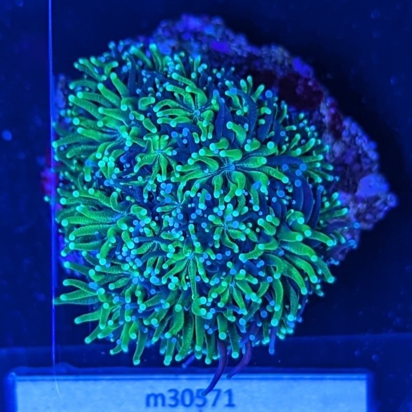 Galaxea fascicularis - Kristallkoralle Neongrün Deutsche Nachzucht 0050