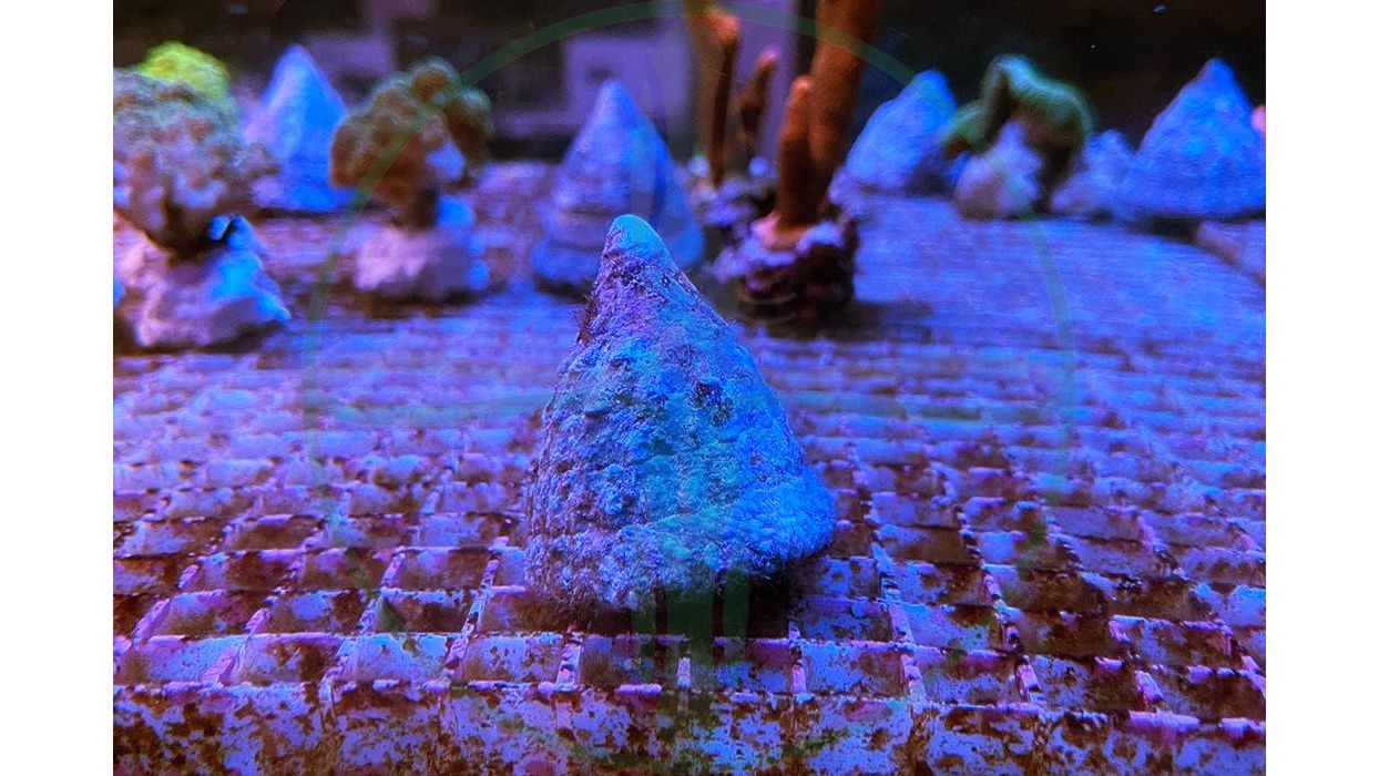 Tectus pyramis - Pyramiden-Kreiselschnecke Algenfresser XL