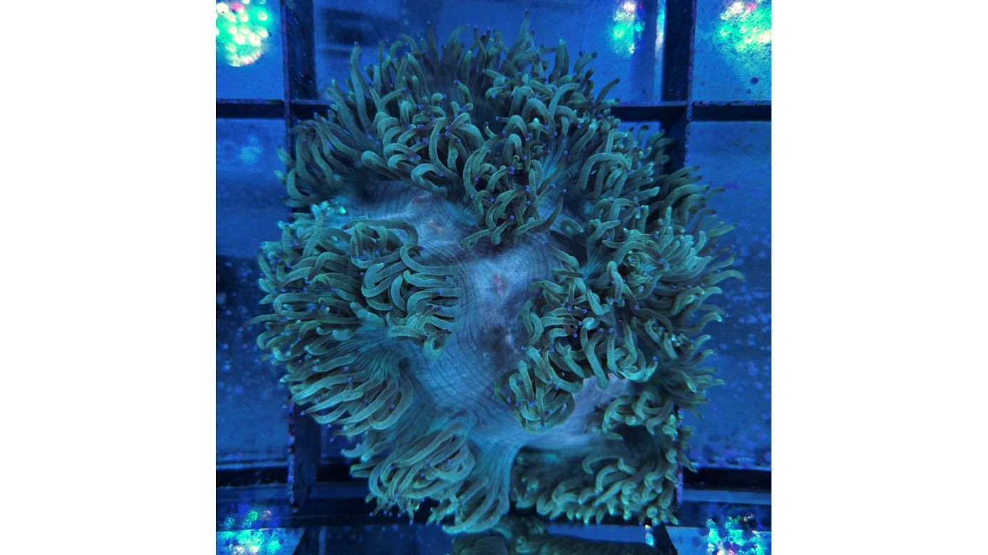 Catalaphyllia jardinei WYSIWYG 0635