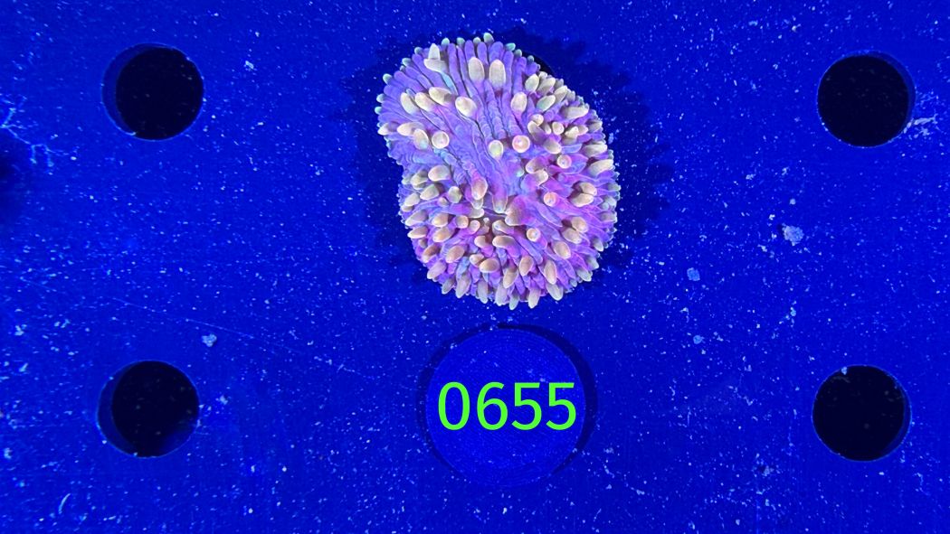 Fungia sp. WYSIWYG 0655