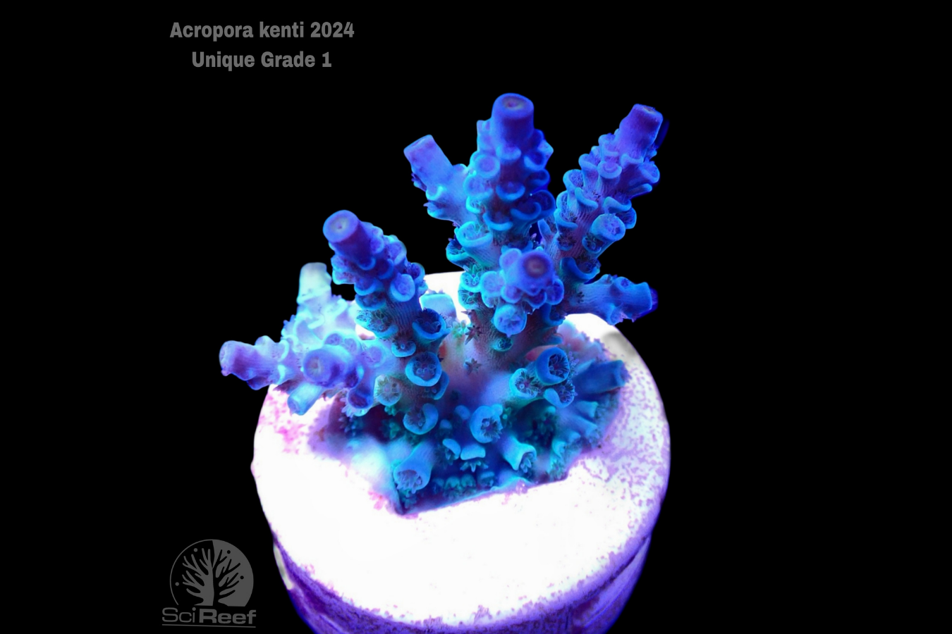 SciReef Acropora kenti Unique Grade 1 0298