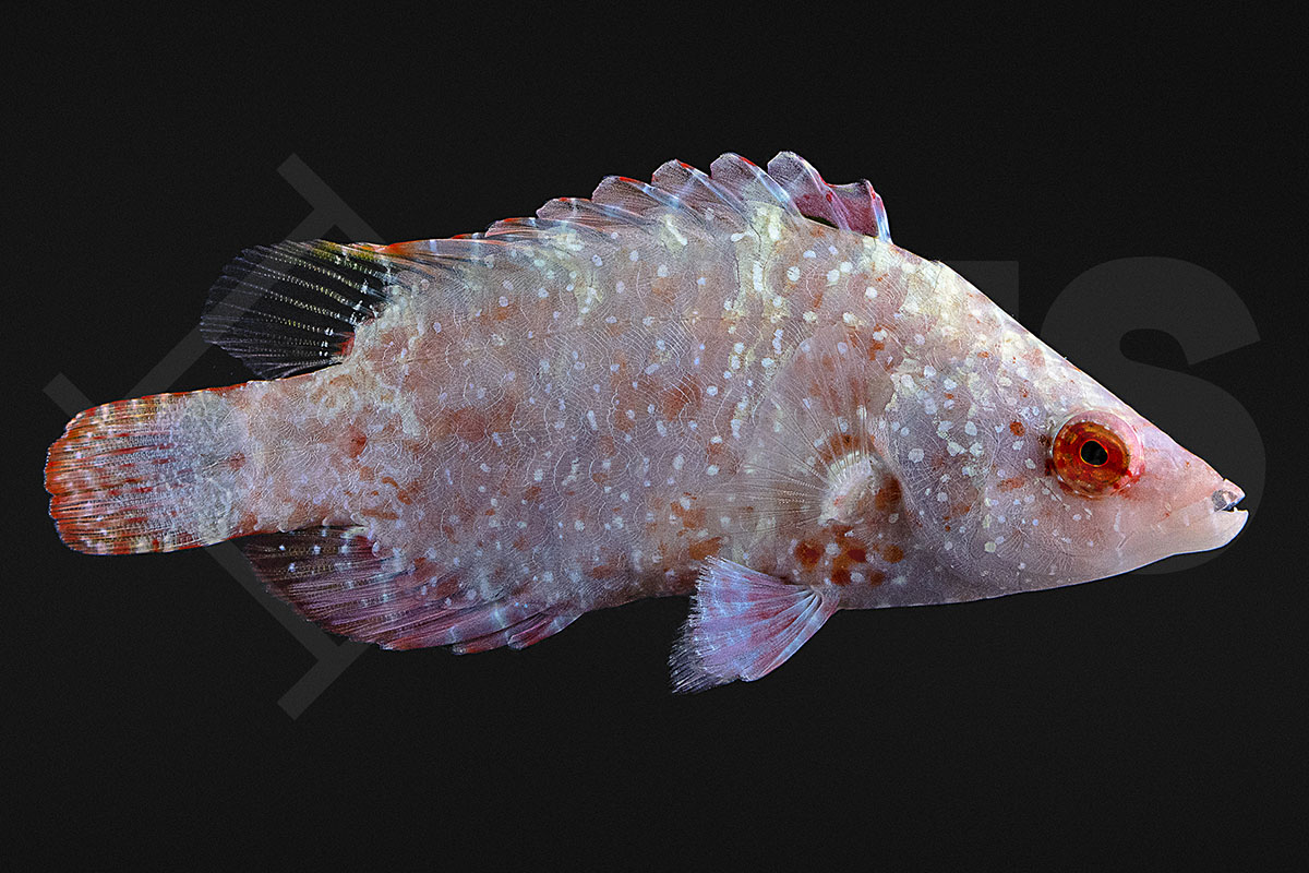 Cheilinus oxycephalus - Spitzkopf-Prachtlippfisch