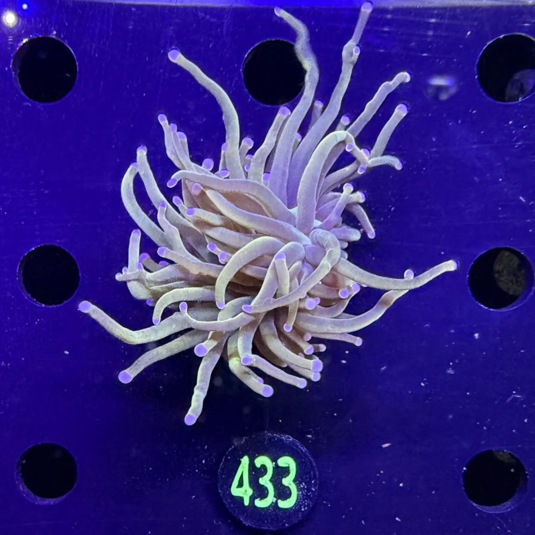 Euphyllia glabrescens - Fackelkoralle Torch 1 Kopf 0433