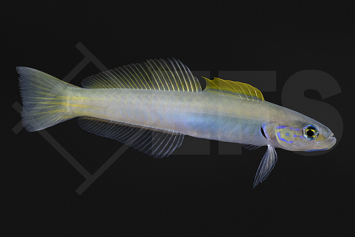 Ptereleotris microlepis - Blaukopf-Torpedogrundel