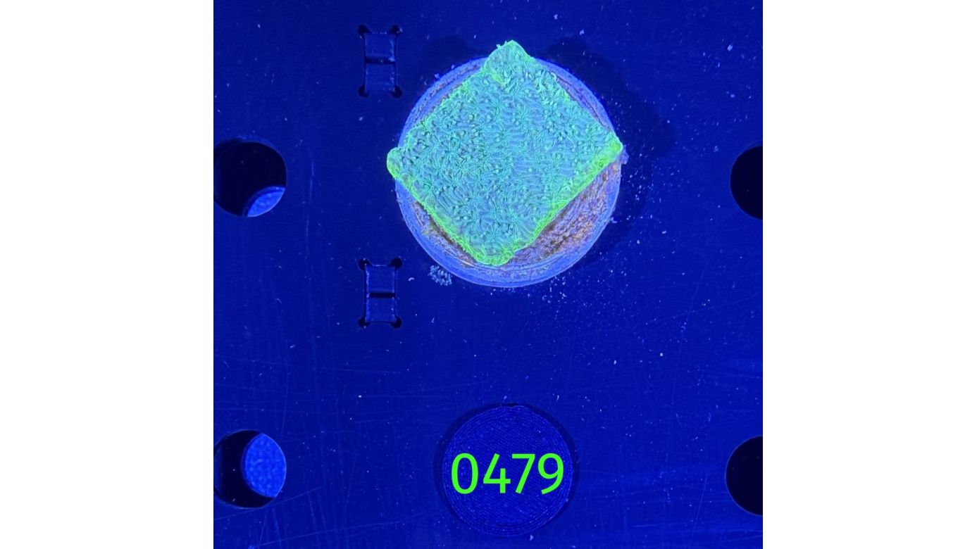 NOCH UNBESTIMMT DNZ 0479