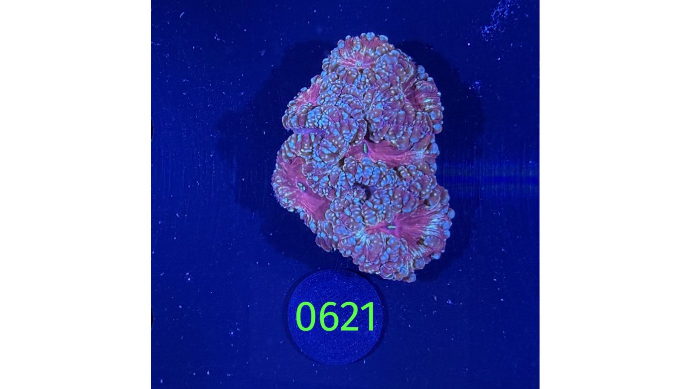 Blastomussa welsi WYSIWYG 0621