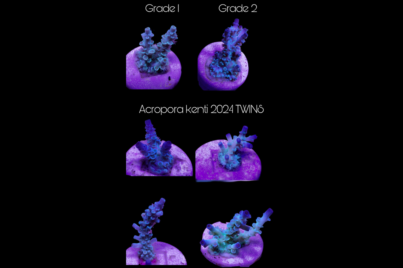 SciReef Acropora kenti TWIN Grade 1 0297