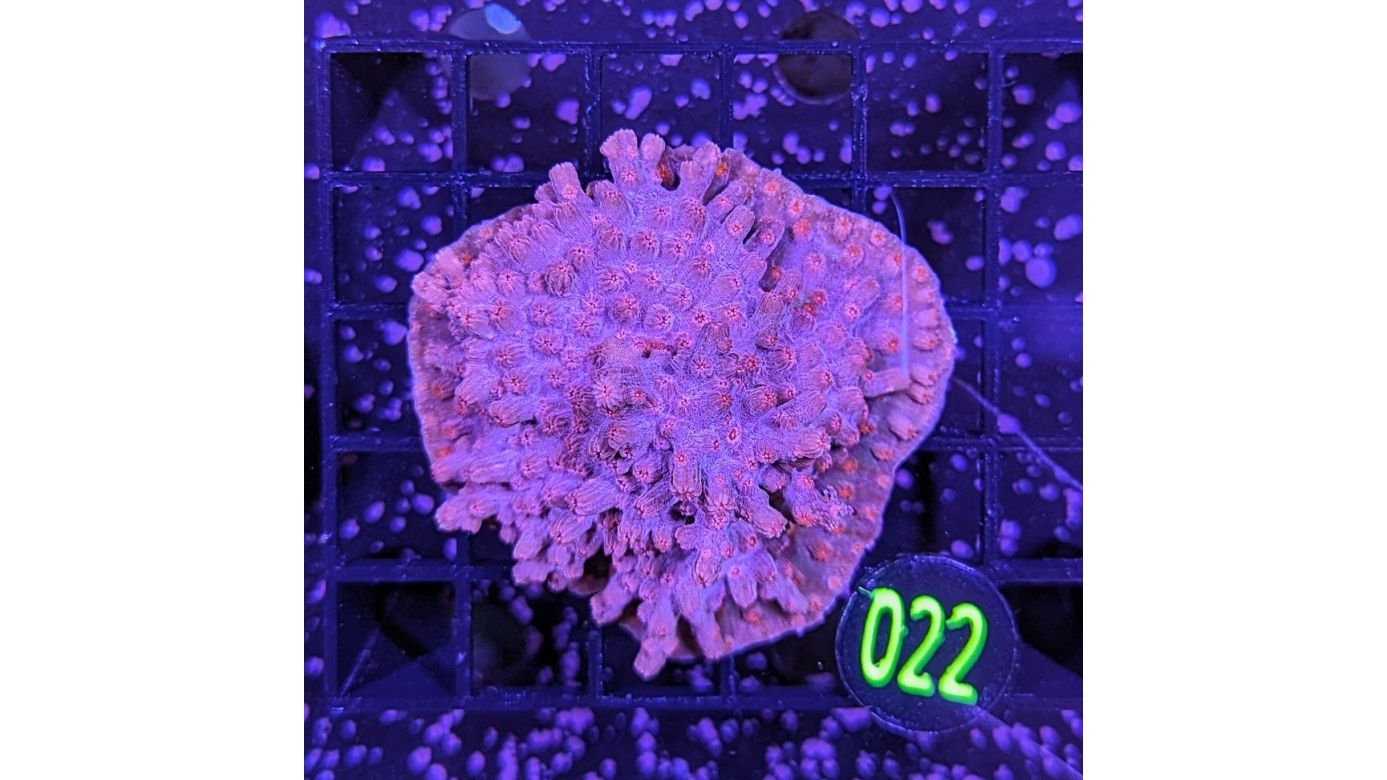 Cyphastrea decadia - Knaufkoralle Rot Deutsche Nachzucht 0022