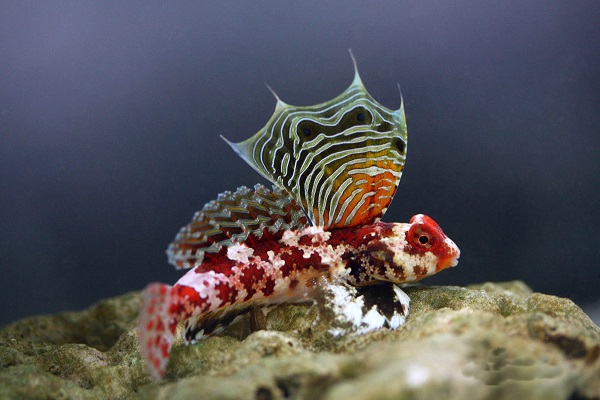 Synchiropus stellatus - Stern-Mandarinfisch