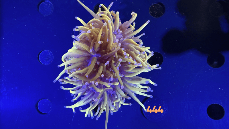 Euphyllia glabrescens WYSIWYG 0444