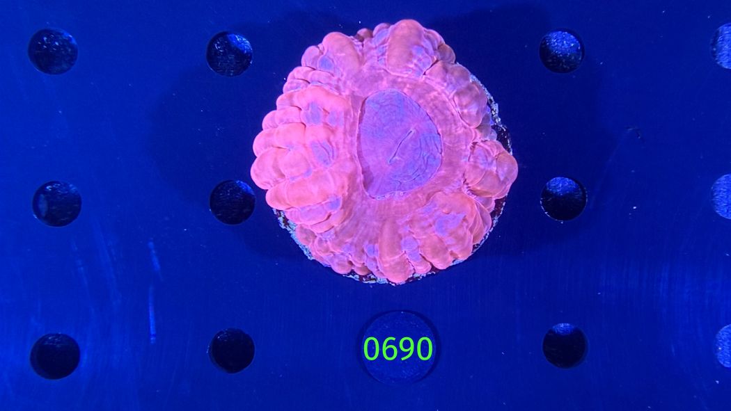 Cynarina lacrymalis WYSIWYG 0690