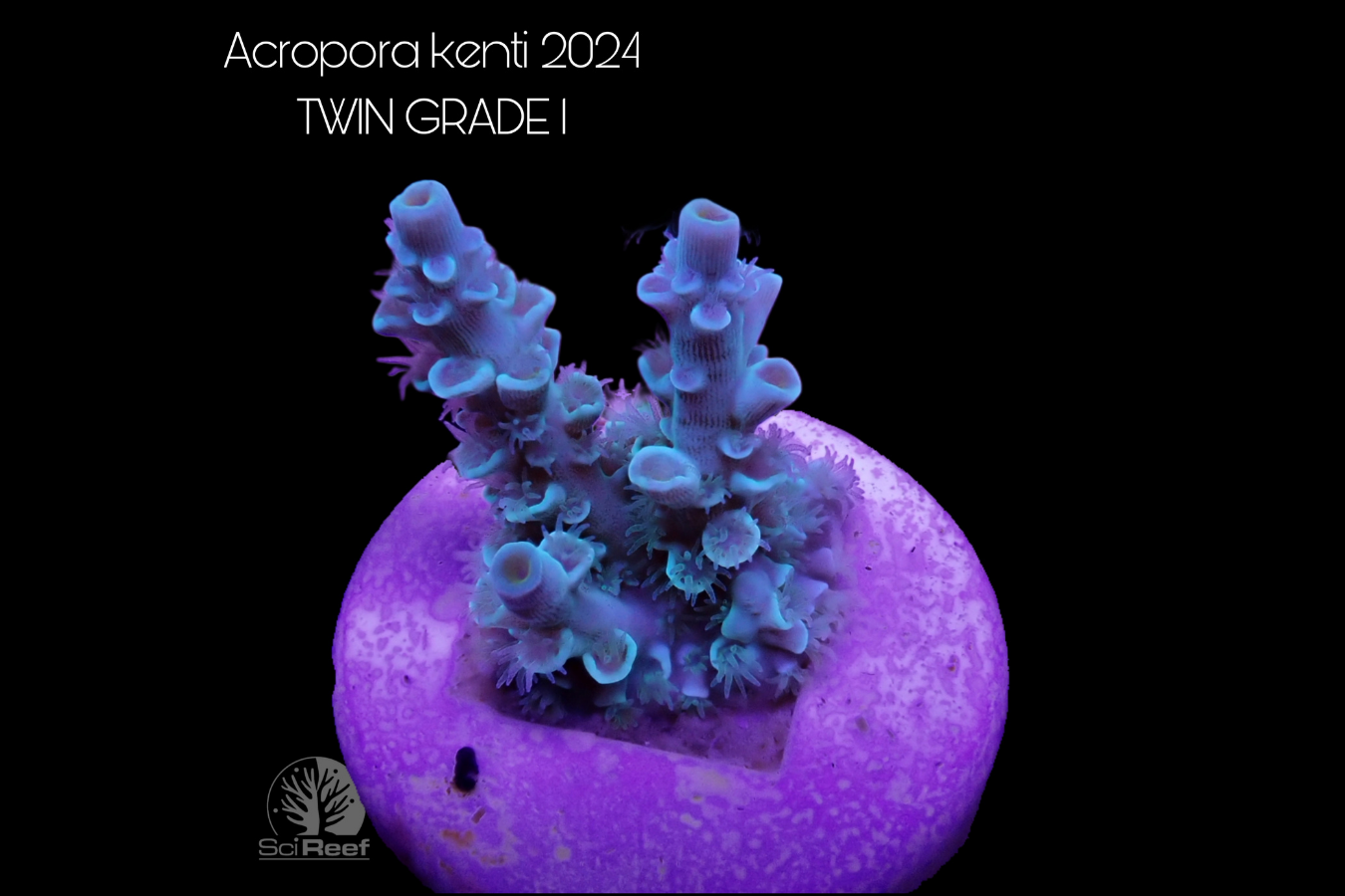 SciReef Acropora kenti TWIN Grade 1 0297