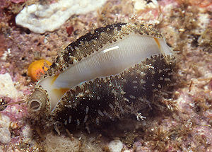 Macrocypraea cervus - Mormorierte Kauri Schnecke