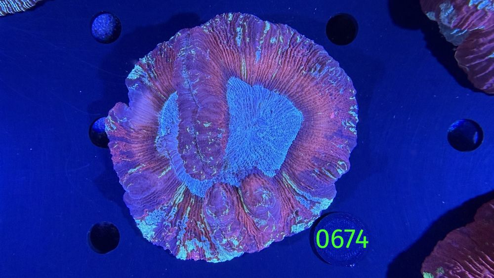 Trachyphyllia geoffroyi WYSIWYG 0674