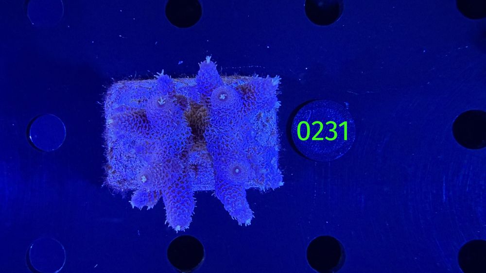 Acropora sp. WYSIWYG 0231