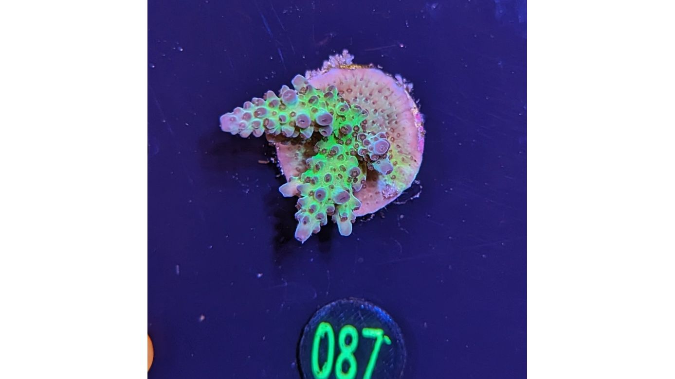 Acropora sp. grün/rot - Steinkoralle Deutsche Nachzucht 0087