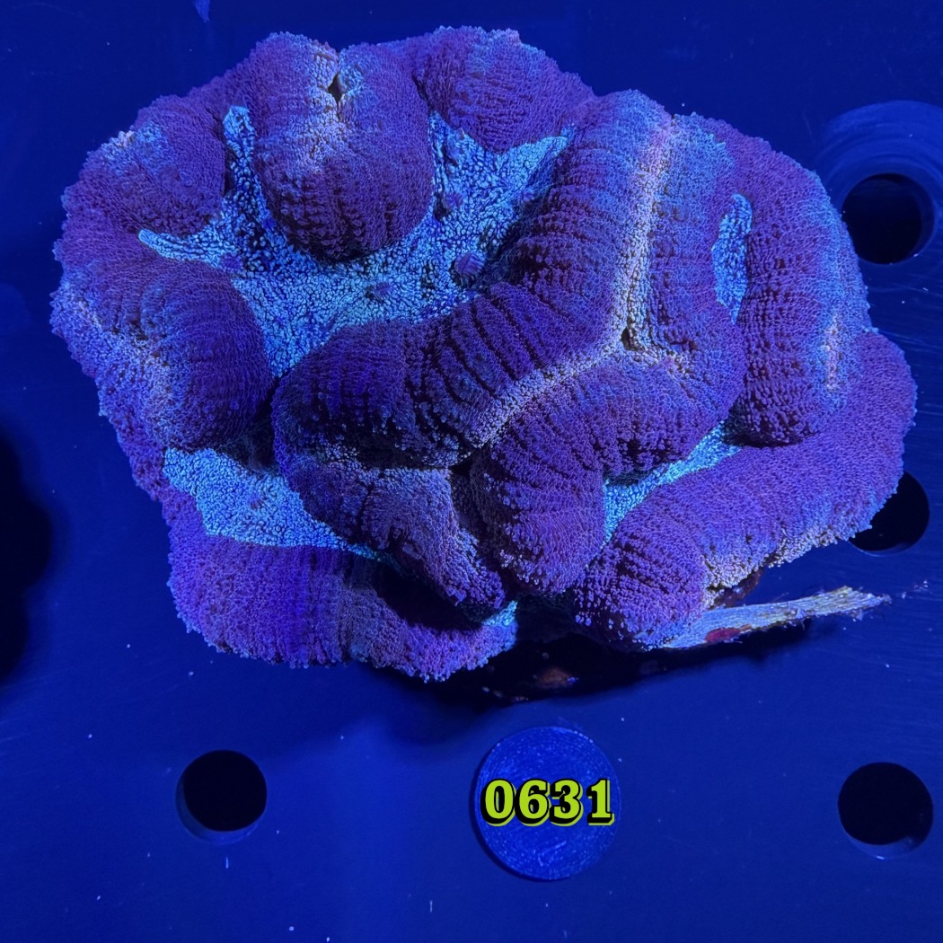 Lobophyllia sp. WYSIWYG 0631