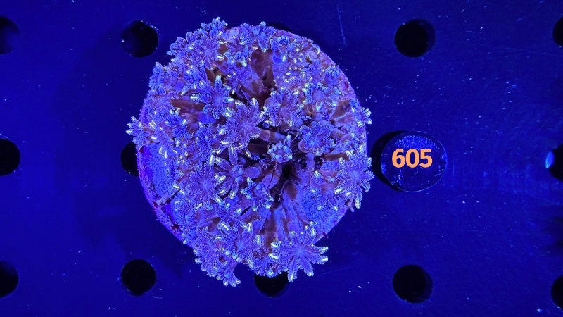Clavularia sp. WYSIWYG 0605