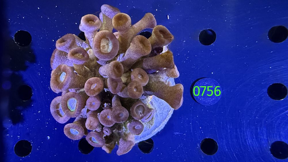 Zoanthus sp. WYSIWYG 0756