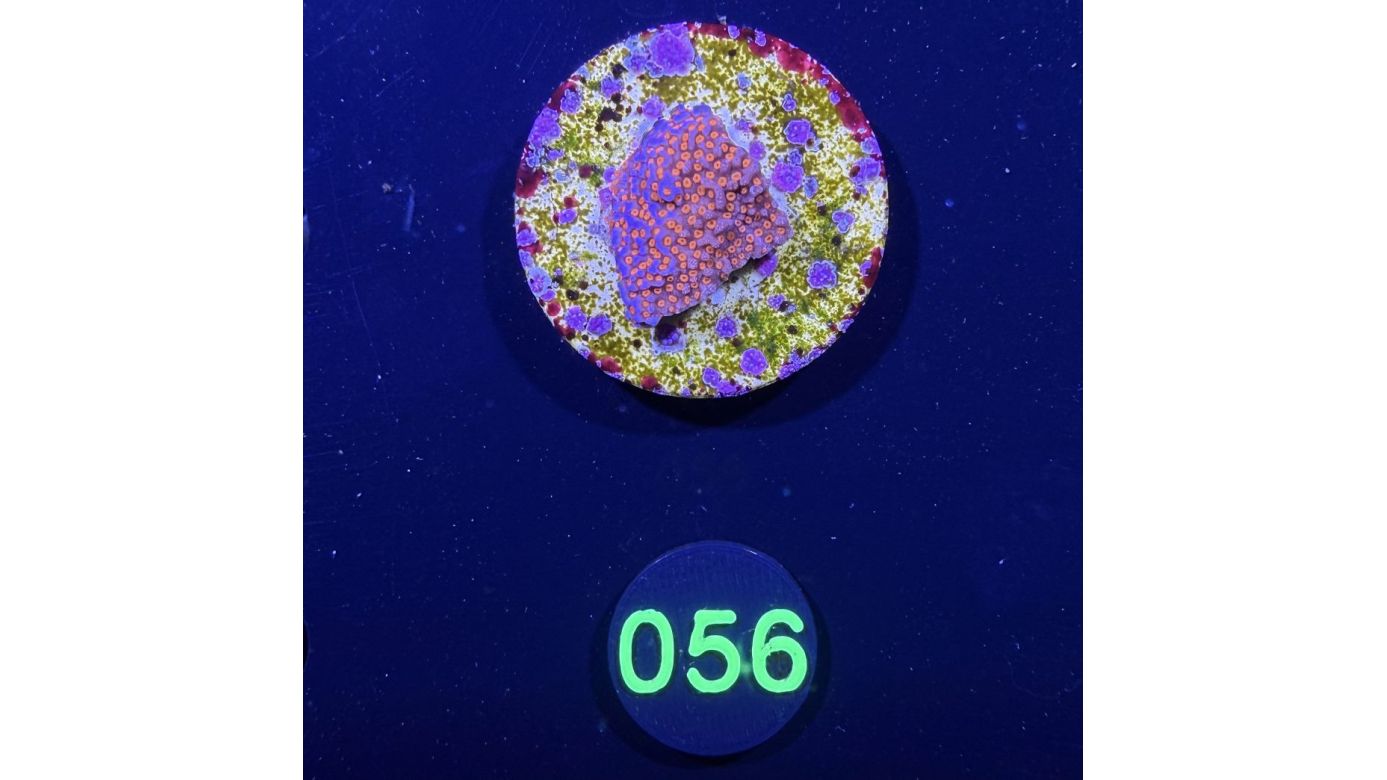 Montipora sp.- Kleinpolypige Steinkoralle Superman Deutsche Nachzucht 0056