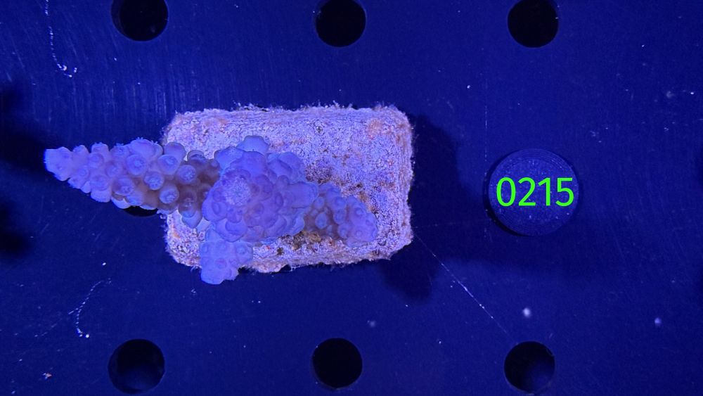 Acropora sp. WYSIWYG 0215