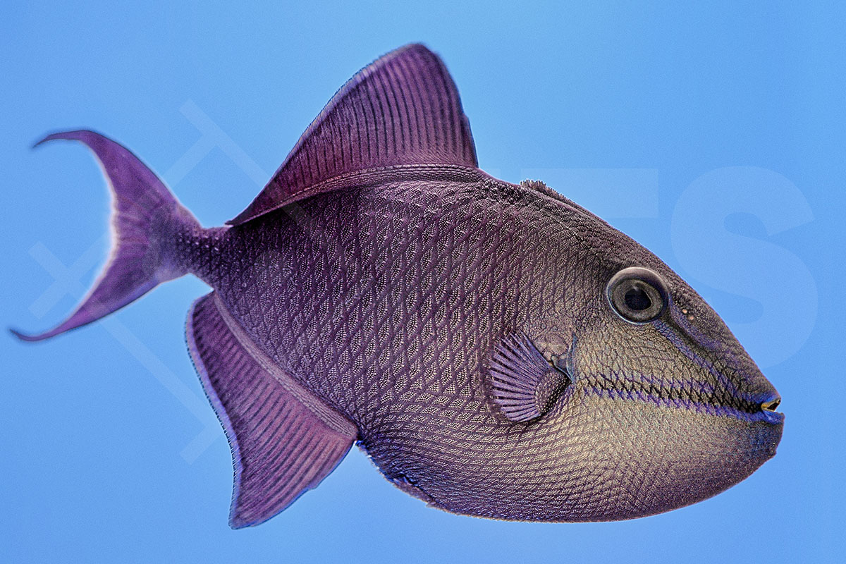 Odonus niger - Rotzahn Drückerfisch