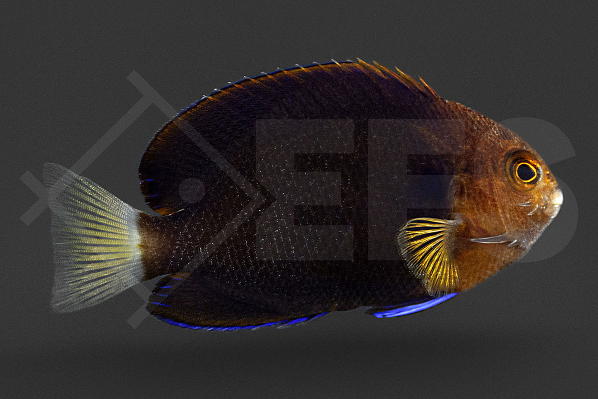 Centropyge Flavicauda - Weißschwanz-Zwergkaiserfisch