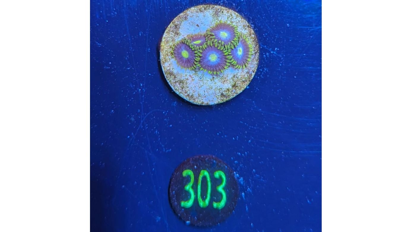 Zoanthus sp. - Krustenanemone gelb/blau PlanktonPlus Nachzucht 0303