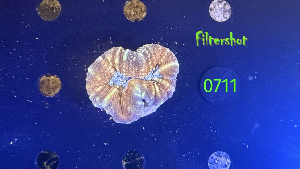 Lobophyllia sp. WYSIWYG 0711