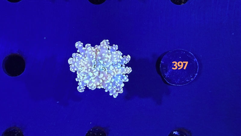 Euphyllia yaeyamensis - Octopuslkoralle "gelb/gold" 0397